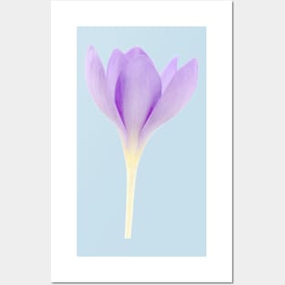 Crocus goulimyi   AGM  Autumn flowering crocus Posters and Art